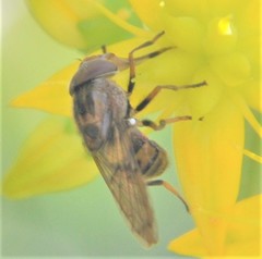 Copestylum chalybescens