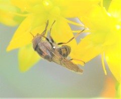 Copestylum chalybescens