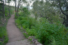Tithonia diversifolia