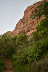 Tithonia diversifolia
