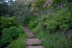 Tithonia diversifolia