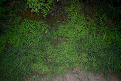 Tithonia diversifolia