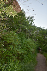 Tithonia diversifolia
