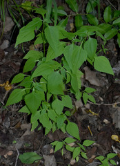 Tithonia diversifolia