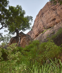 Tithonia diversifolia