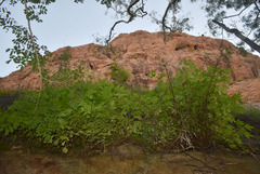 Tithonia diversifolia