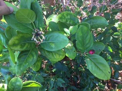 Phaleria disperma observed 2021-12-14