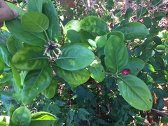 Phaleria