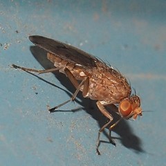 Suillia quinquepunctata