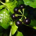Solanum americanum - Photo (c) Cricket Raspet,  זכויות יוצרים חלקיות (CC BY), הועלה על ידי Cricket Raspet