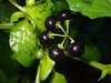 American Black Nightshade - Photo (c) Cricket Raspet, some rights reserved (CC BY), uploaded by Cricket Raspet