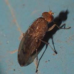 Suillia quinquepunctata
