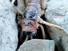 Deinacrida connectens