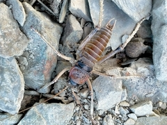 Deinacrida connectens