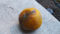 Penicillium italicum