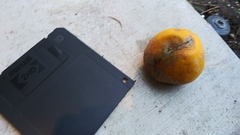 Penicillium italicum