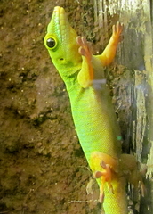 Phelsuma