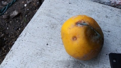 Penicillium italicum