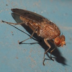 Suillia quinquepunctata