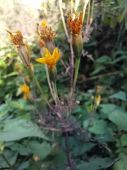 Tagetes lunulata