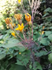 Tagetes lunulata