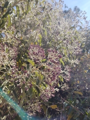 Critoniopsis