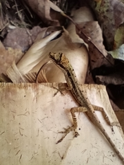 Anolis antonii