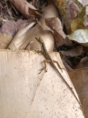 Anolis antonii