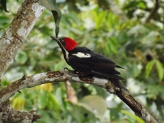 Dryocopus lineatus