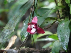 Duguetia cadaverica