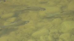 Barbonymus gonionotus