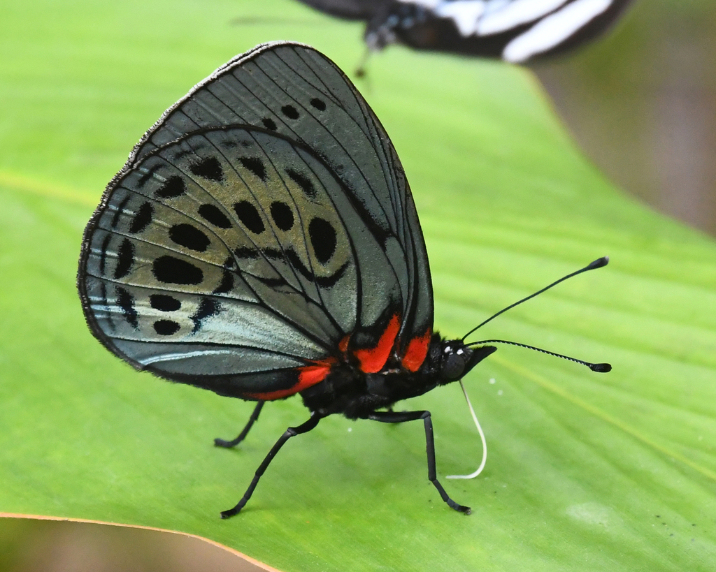 Asterope leprieuri