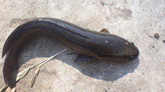 Channa striata