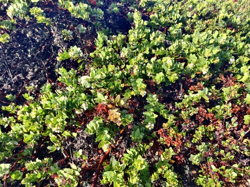 Image of Arctostaphylos pacifica by (c) Alexander Wentworth, some rights reserved (CC BY)