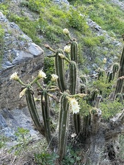 Trichocereus cuzcoensis