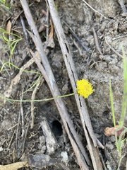 Leptorhynchos nitidulus