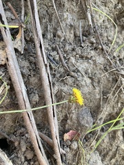 Leptorhynchos nitidulus