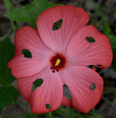 Abelmoschus moschatus tuberosus