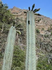 Trichocereus cuzcoensis