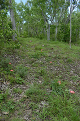 Abelmoschus moschatus tuberosus