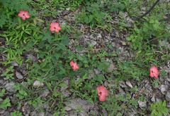 Abelmoschus moschatus tuberosus