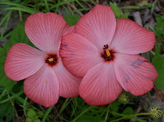 Abelmoschus moschatus tuberosus