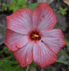 Abelmoschus moschatus tuberosus