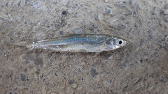 Opsariichthys pachycephalus