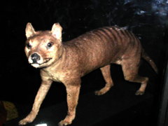 Thylacinus cynocephalus