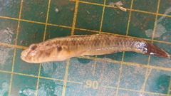 Rhinogobius similis