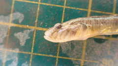 Rhinogobius similis