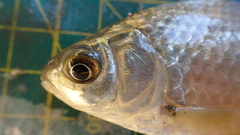 Carassius cuvieri
