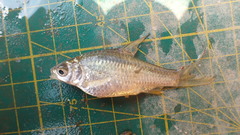 Barbonymus gonionotus