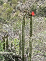Corryocactus erectus